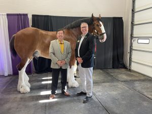A photo of President Choi and CAFNR Dean Christopher Daubert with a Budweiser Clydesdale at the Missouri State Fairgrounds in Sedalia.