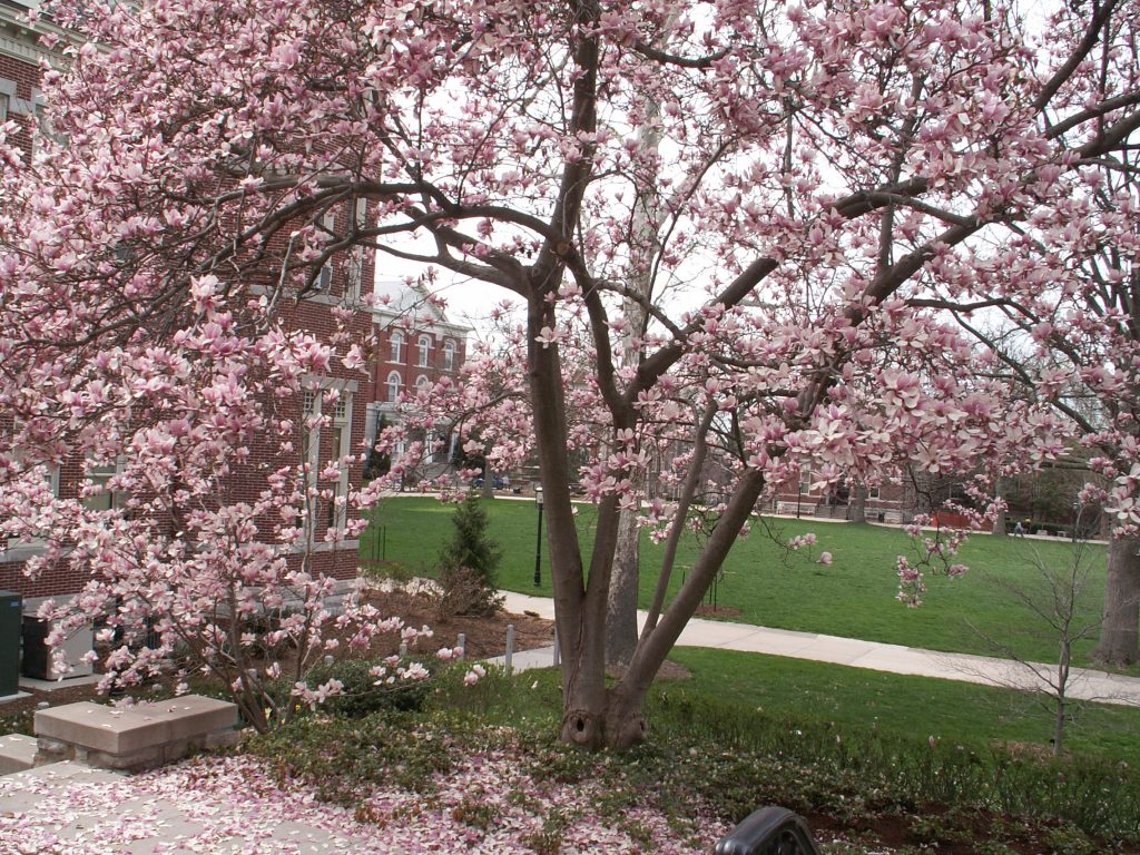  back garden view from the Chancellor’s Residence facing Jesse Hall